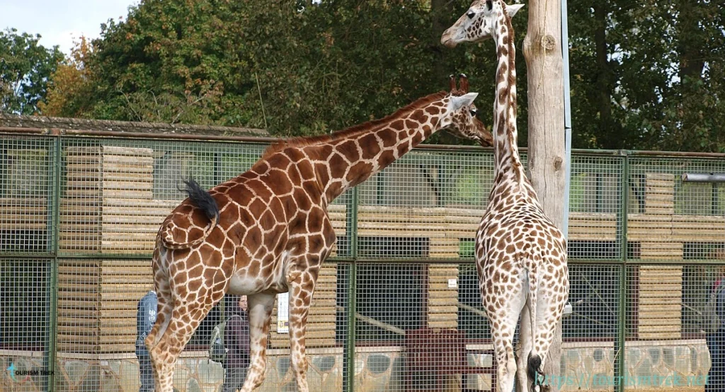 حديقة حيوان Twycross Zoo
