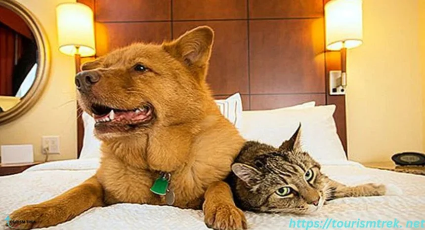 فندقة الحيوانات