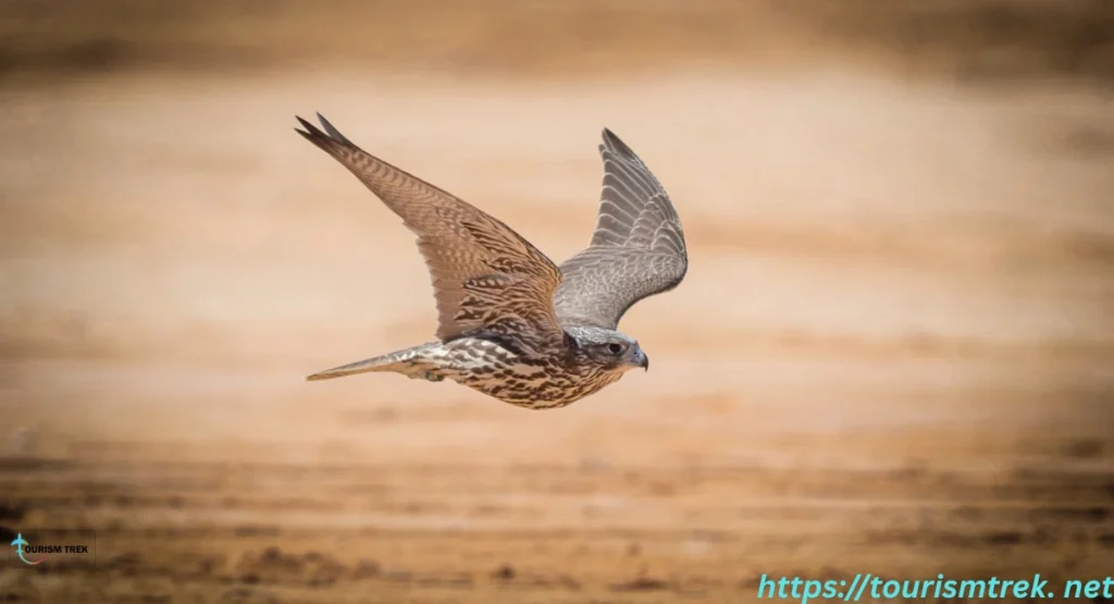 نادي الصقور السعودي